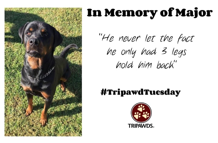 Tripawd Tuesday Memorial to Major