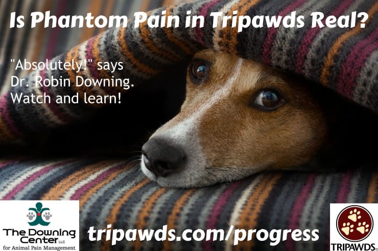 Tripawd pain management