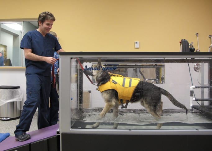 amputee pet physical therapy amputee pet physical therapy