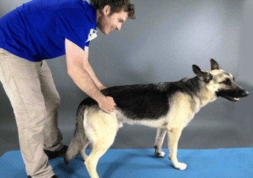 Free Tripawd fitness tips Free Tripawd fitness tips