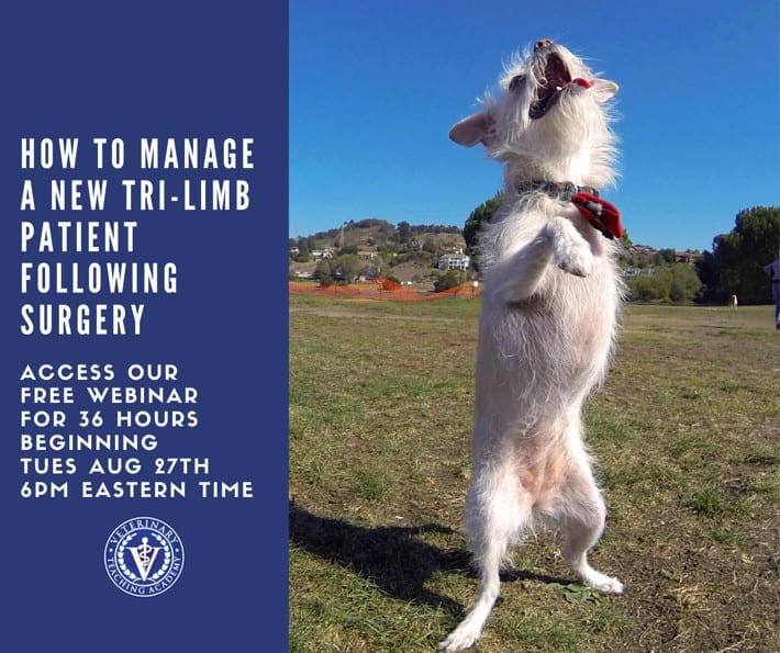 how to help a tripawd dog or cat get strong