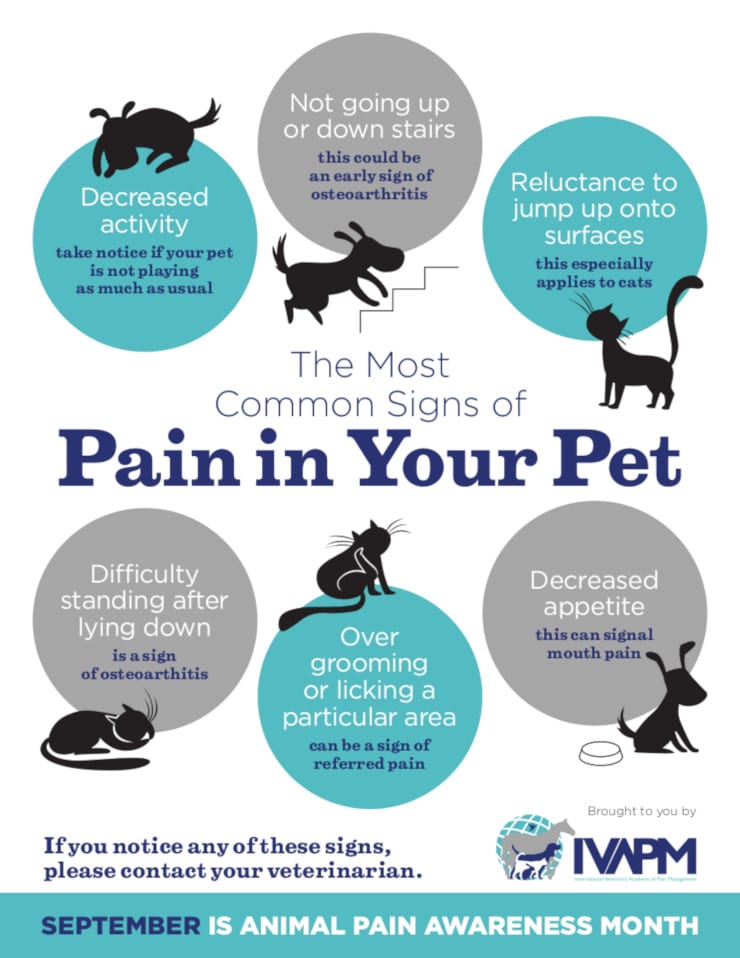 signs of pain in pets