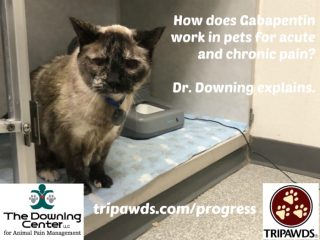 how Gabapentin works in Tripawds