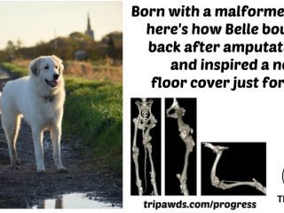 angular limb deformity in dogs