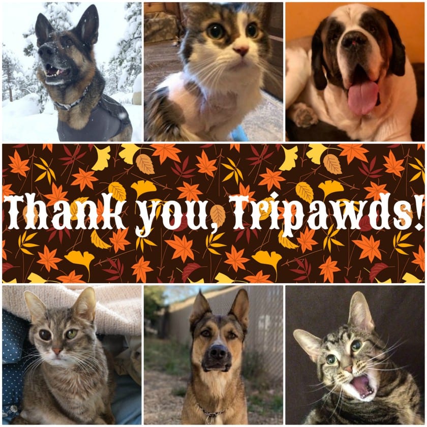 Thankful Tripawds Thanksgiving 2019