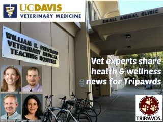 Tripawd Health Tips UC Davis Vet Experts