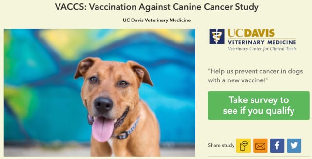 Vaccine Against Canine Cancer Study UC Davis