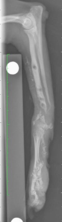 Non-union leg fracture on Yorkshire Terrier