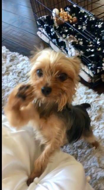Ethel Yorkie Shows Off Healed Leg