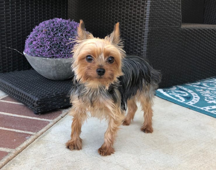 UC Davis patient Ethel the Yorkie
