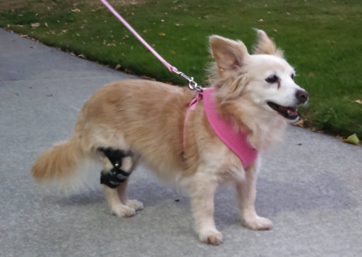Go Hero dog leg brace Go Hero dog leg brace