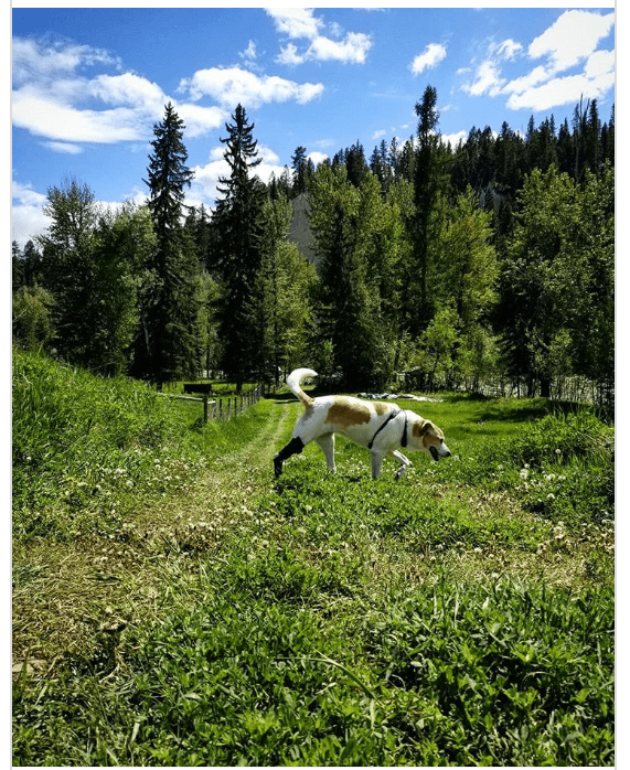 Dog with brace hiking Dog with brace hiking