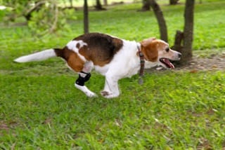 Tripawd brace dog Stanzie
