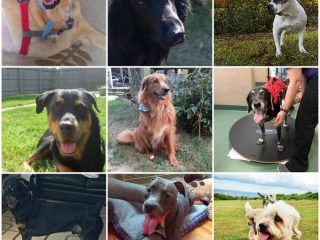 Canine Histiocytic Sarcoma Tripawd Dogs