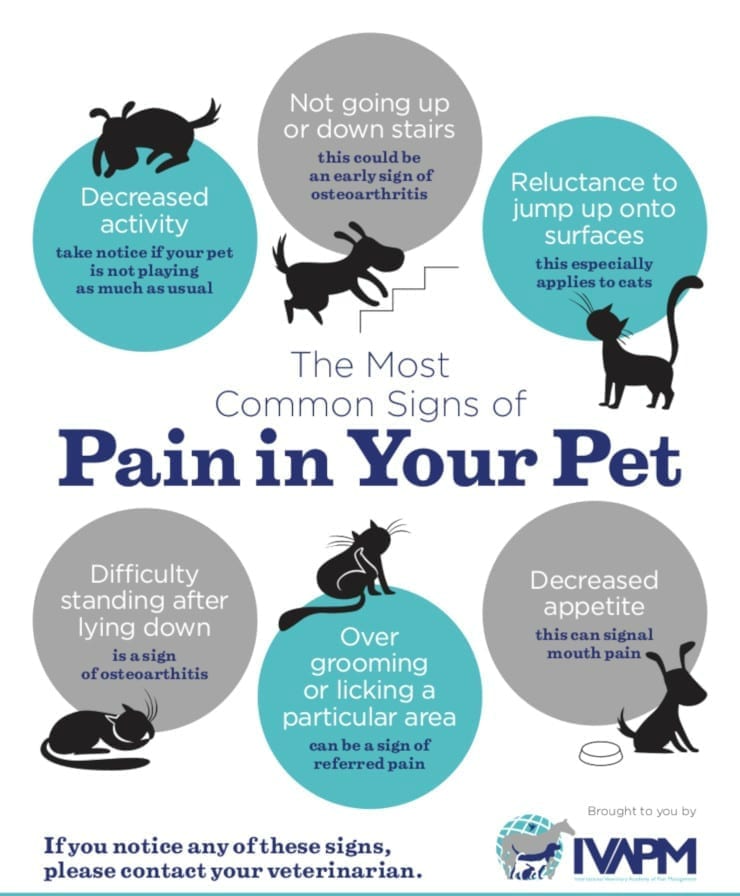 caring for an older Tripawd