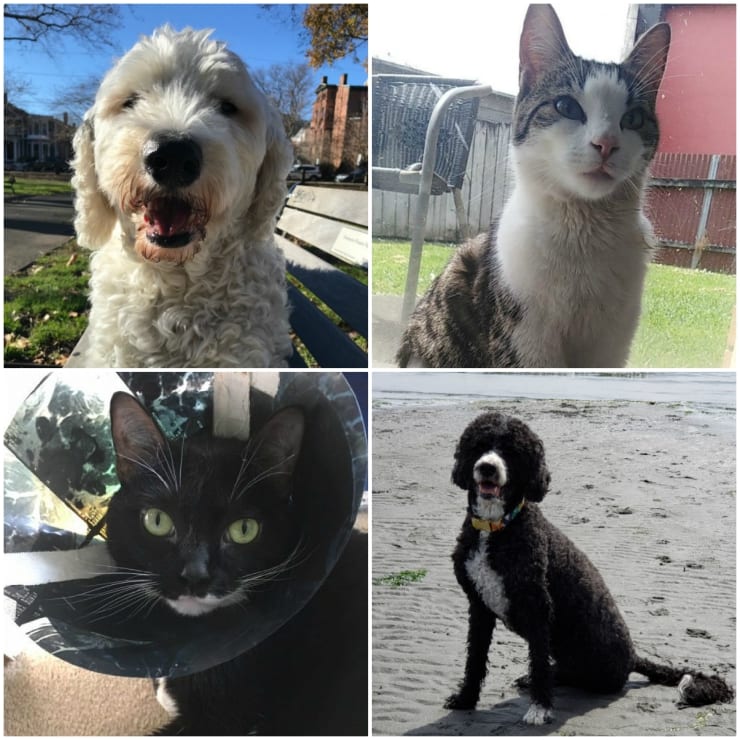 Tripawd Tuesday pets