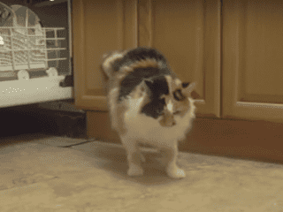 Amputee Cat Walking Backwards