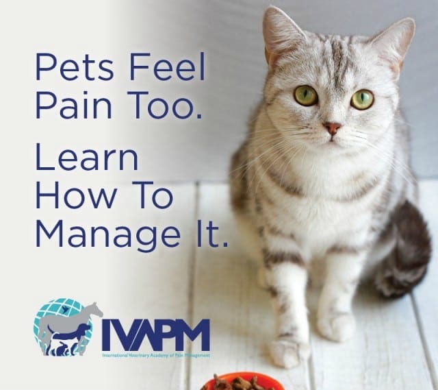 Veterinary Cat Pain Experts 
