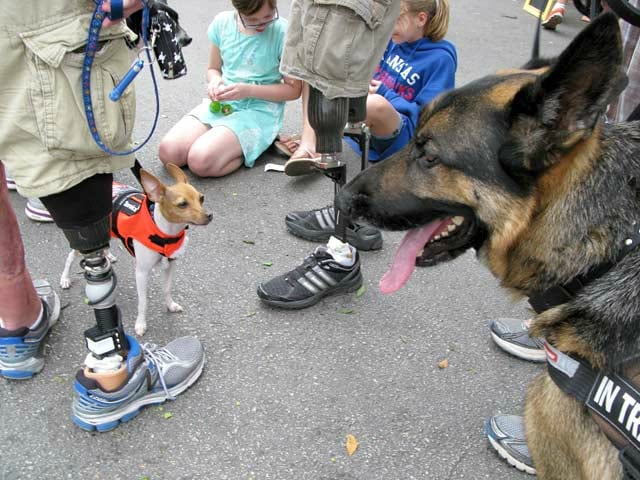 Tripawds Rock Limb Loss Awareness Month