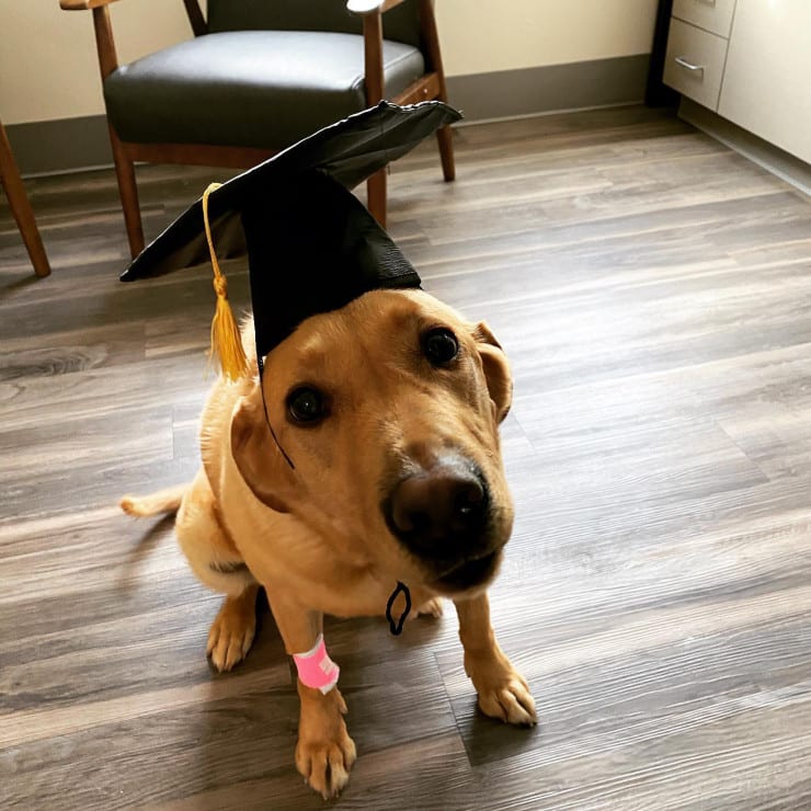Puget Sound pet cancer care