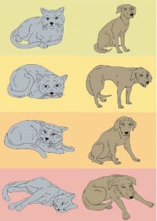 Pet Pain Signs Cats and Dogs