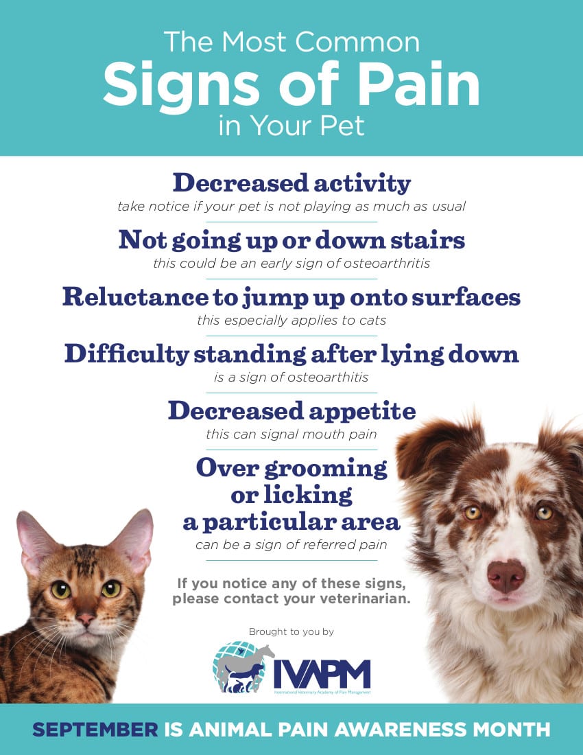 pet pain expert tips