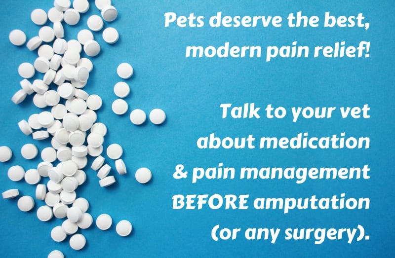 pet amputation pain drugs