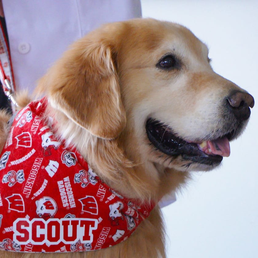 University of Wisconsin Pet Cancer Hero, Scout