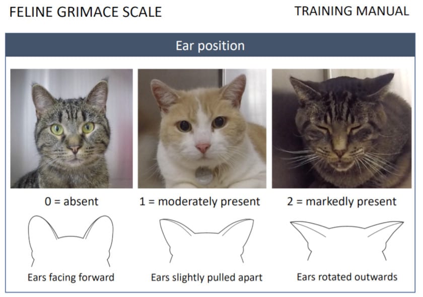 how cats show pain