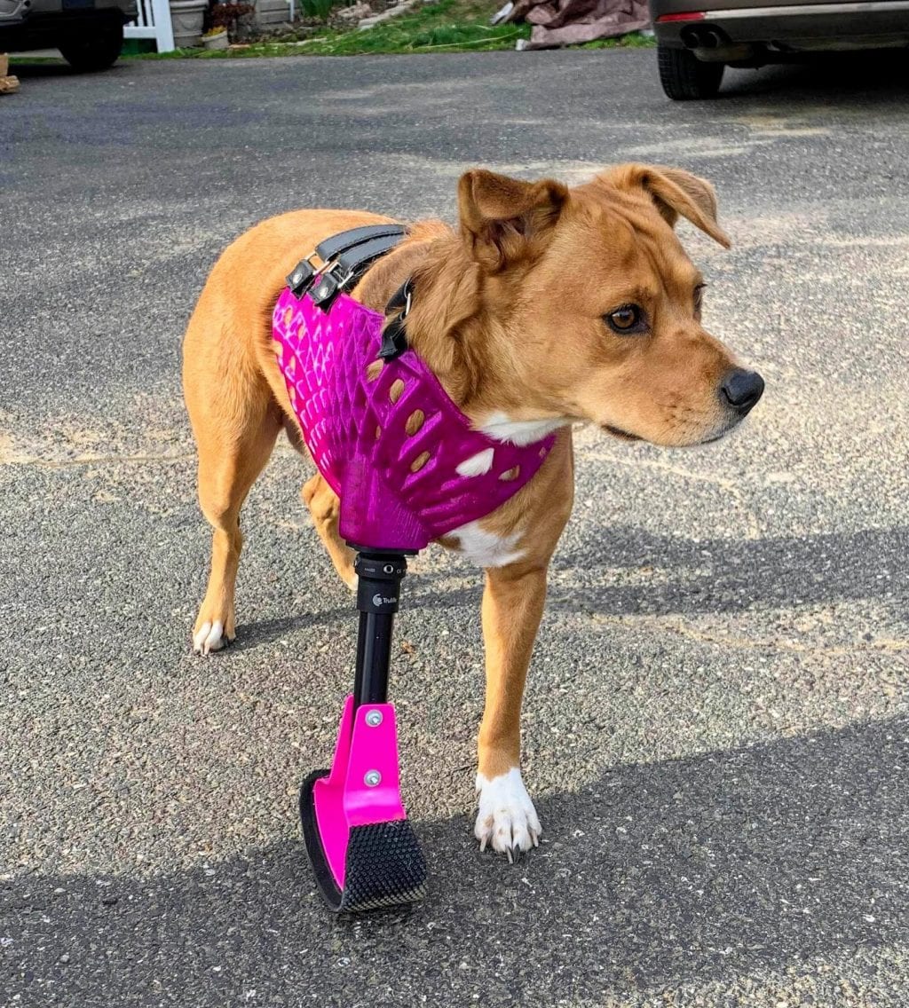 three legged dog with front leg prosthetic three legged dog with front leg prosthetic