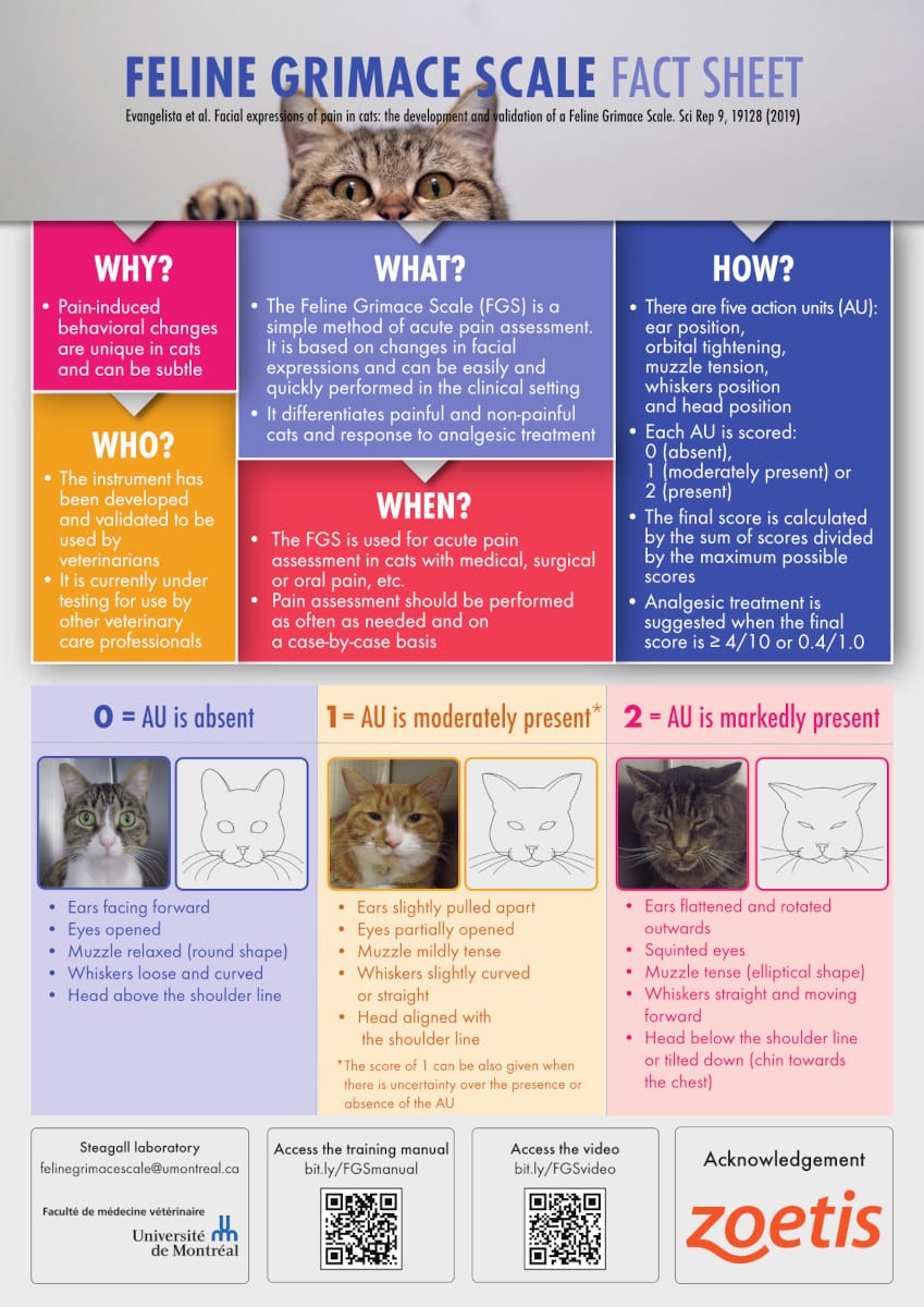 https://b991.smushcdn.com/991/wp-content/blogs.dir/1/files/2021/03/FelineGrimaceScaleFactSheet.jpg?lossy=1&strip=1&webp=0