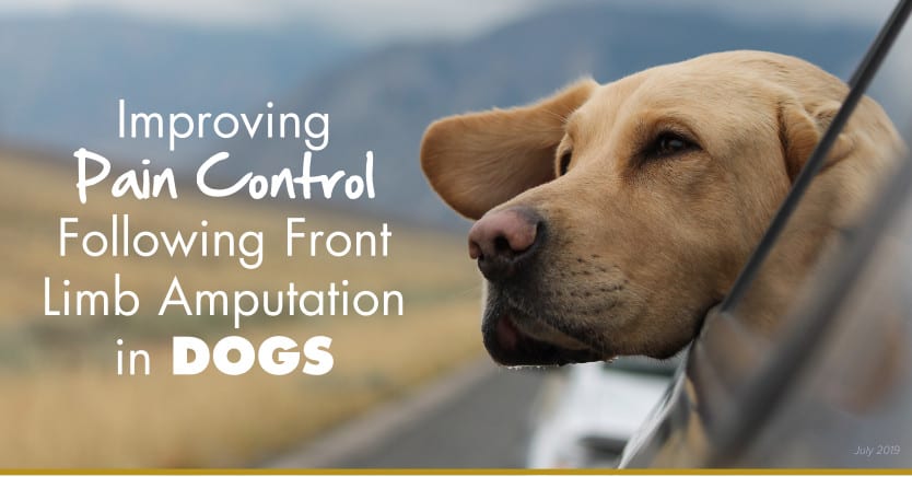 amputation pain control in dogs