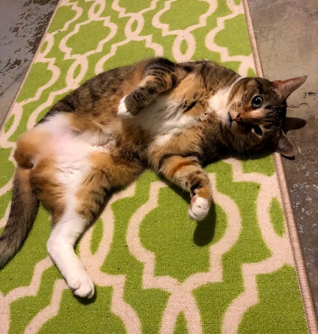 feline amputation recovery