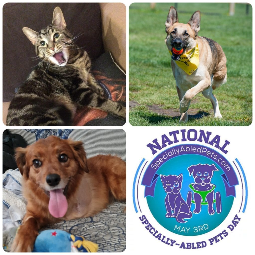 specially abled pets and Tripawds