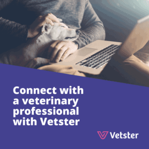 vetster chat