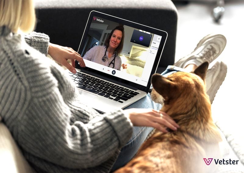 vetster vet chat