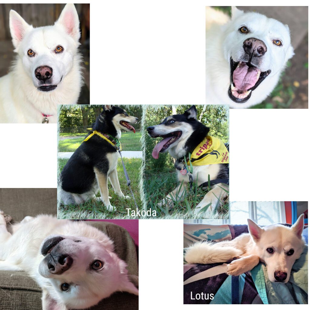 adoptable Tripawd Husky