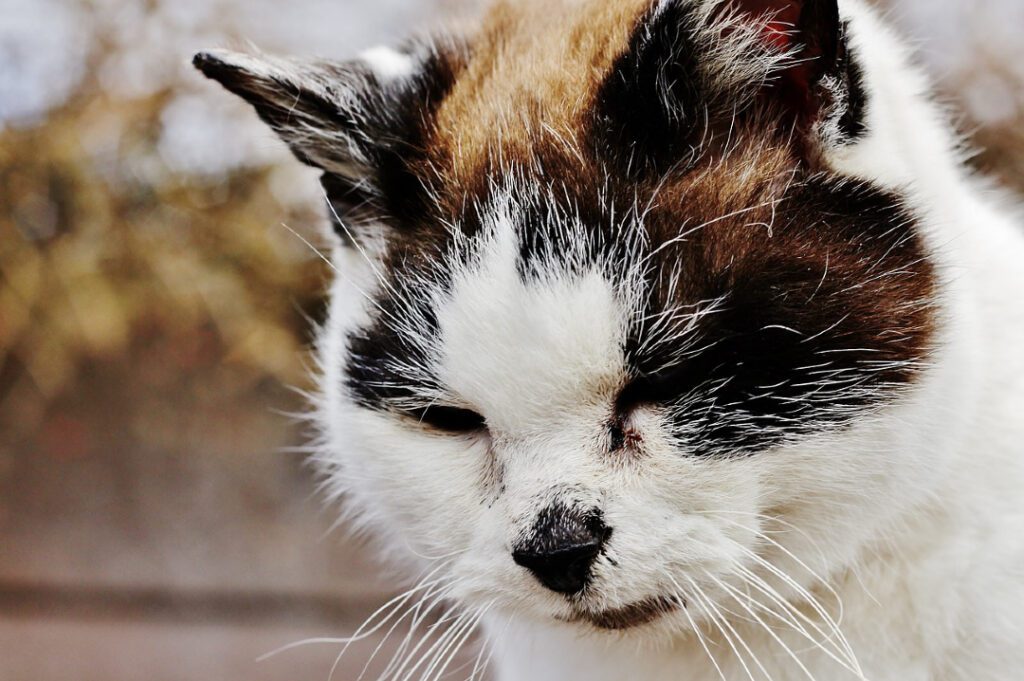 pet pain management videos