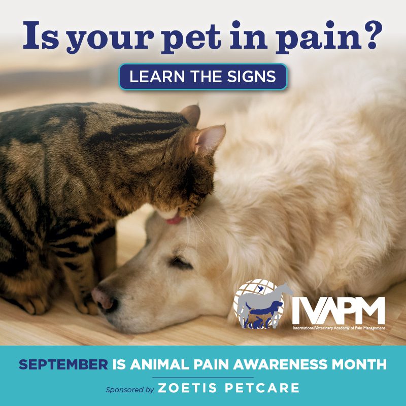 Pain in Tripawds Awareness Month