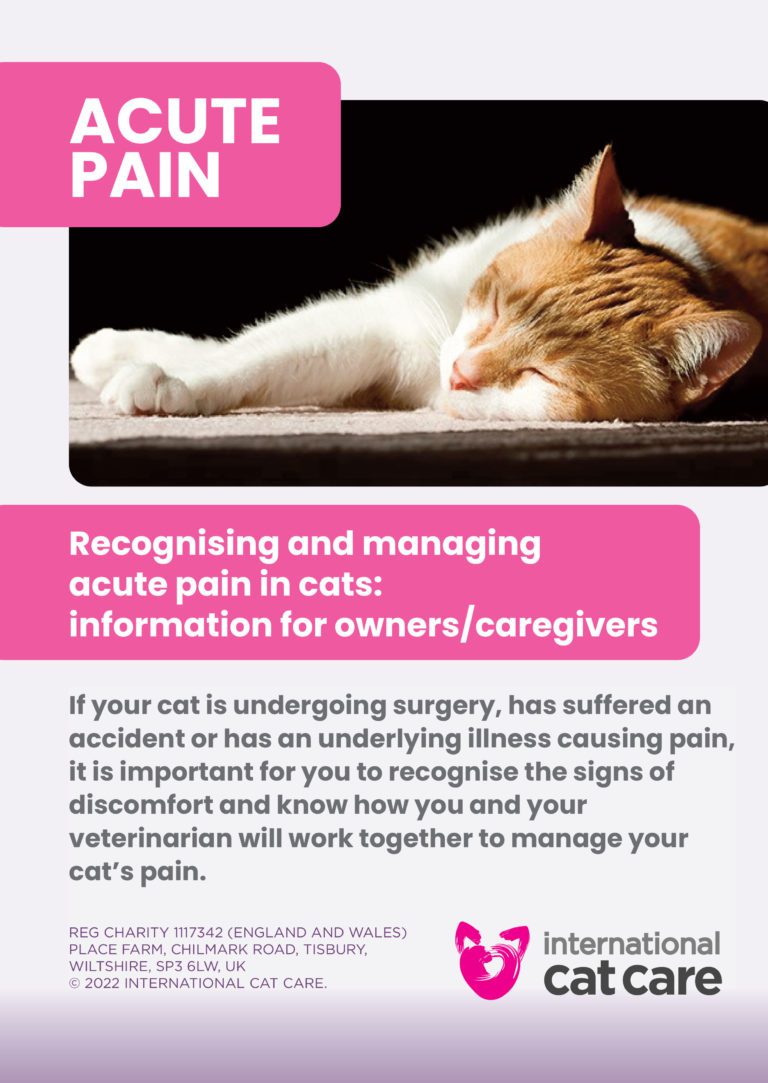 Tripawd cat amputation pain