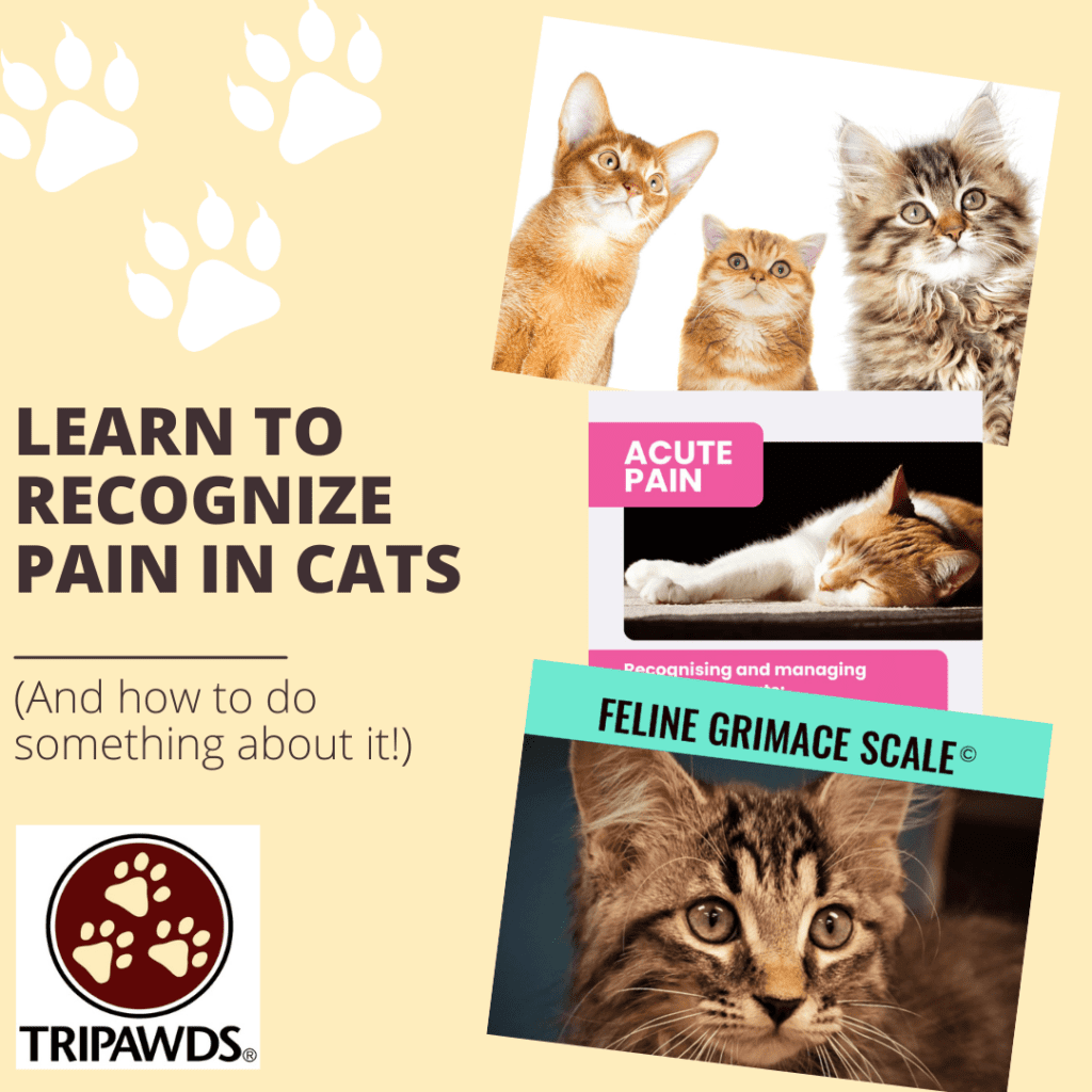 Cat Pain Management During Senior Years photo