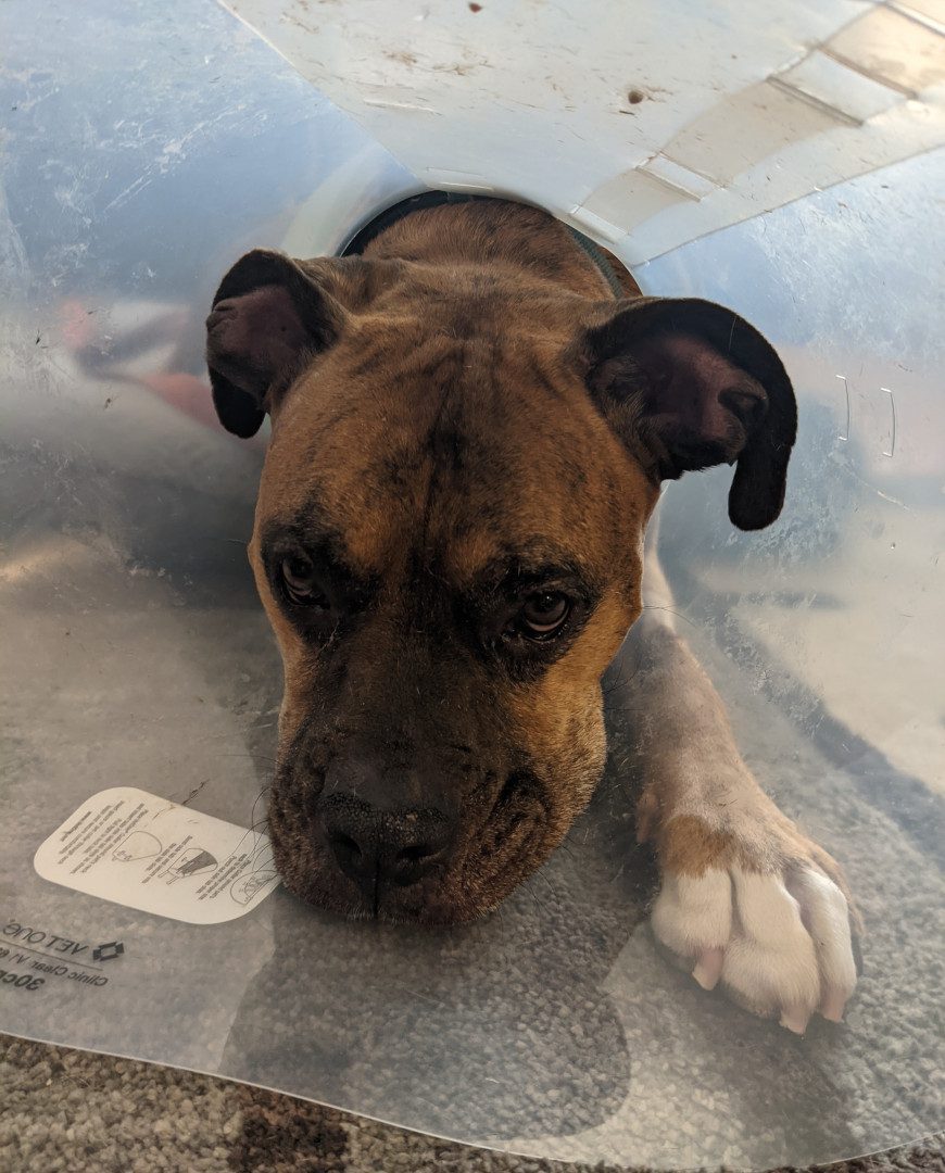 pets home same day of amputation surgery pets home same day of amputation surgery