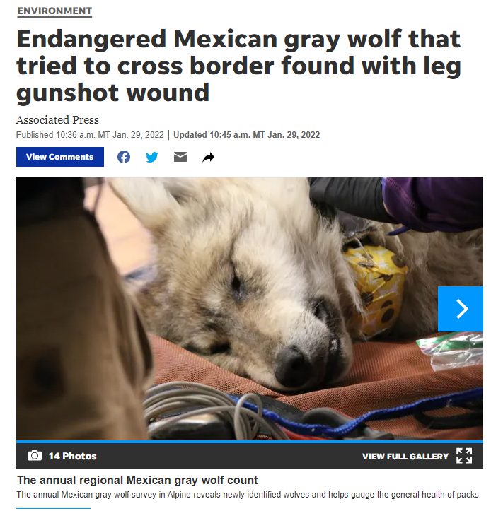 Mexican Gray Wolf Tripawd
