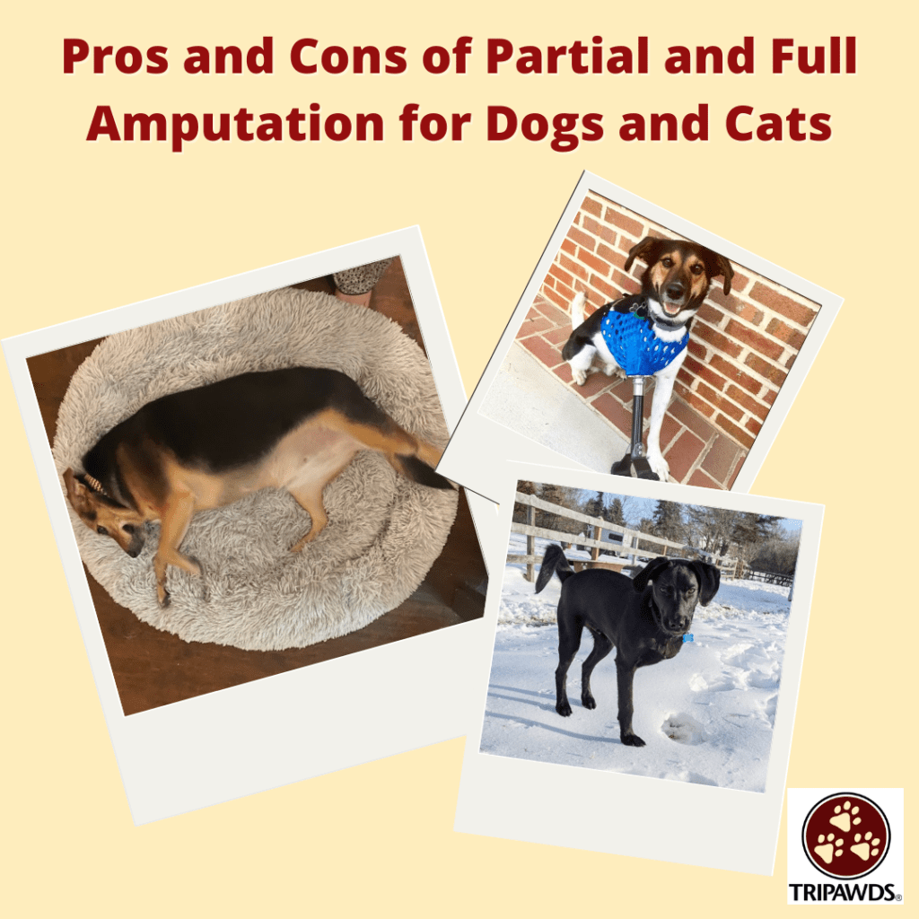 full versus partial amputation for dogs and cats