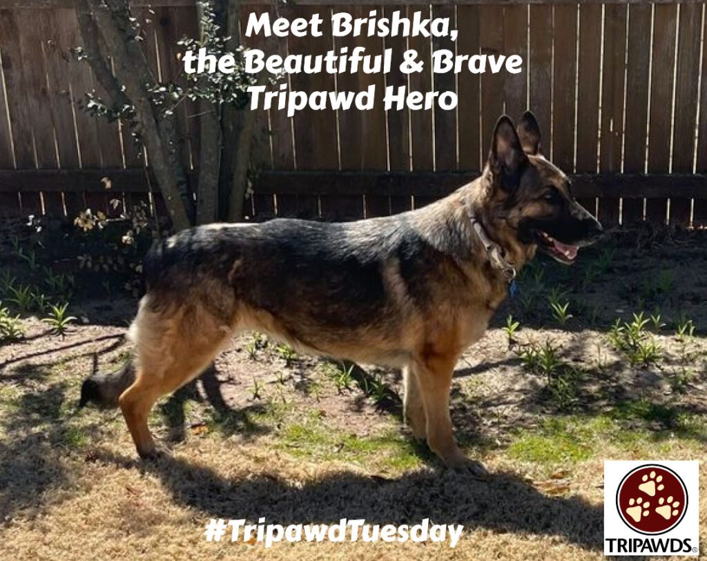Tripawd Tuesday Brishka