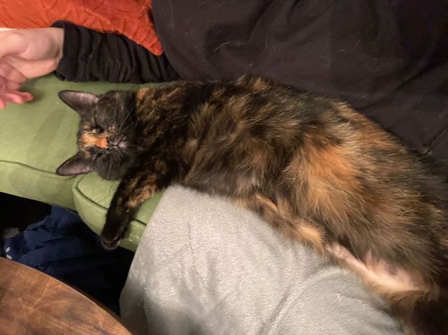 Bella Tripawd Tortie Cat