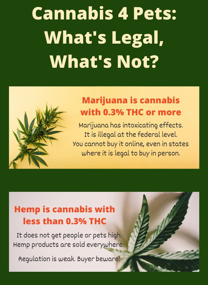 cannabis CBD for pets