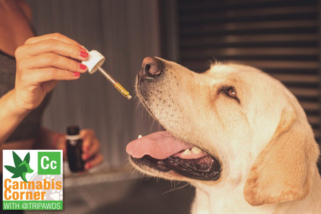 cannabis dog dosing questions