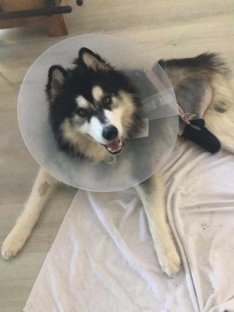 Tripawds Prosthetic User Boris the Husky