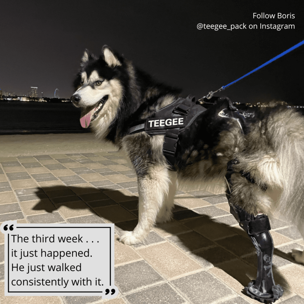 how Tripawd dog prosthetic legs work how Tripawd dog prosthetic legs work